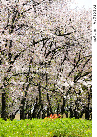 庄内緑地公園の桜 庄内緑地公園の桜 65025102