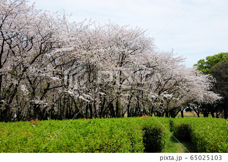 庄内緑地公園の桜 庄内緑地公園の桜 65025103