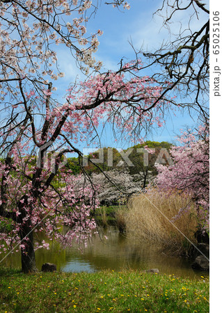 庄内緑地公園の桜 庄内緑地公園の桜 65025106
