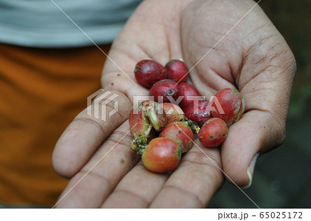 バリ島 インドネシア 亜熱帯 コーヒー コーヒー豆 珈琲 ジャングル 人の手 掌 赤い実 手の平 バリ島 インドネシア 亜熱帯 コーヒー コーヒー豆 珈琲 ジャングル 人の手 掌 赤い実 手の平 65025172