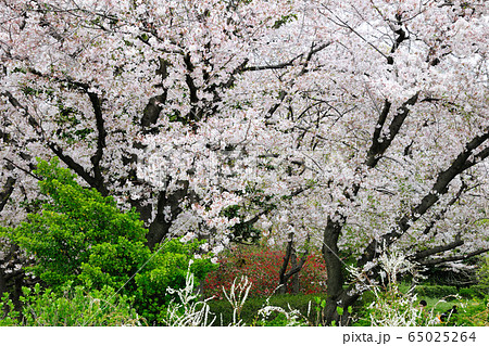 庄内緑地公園の桜 庄内緑地公園の桜 65025264