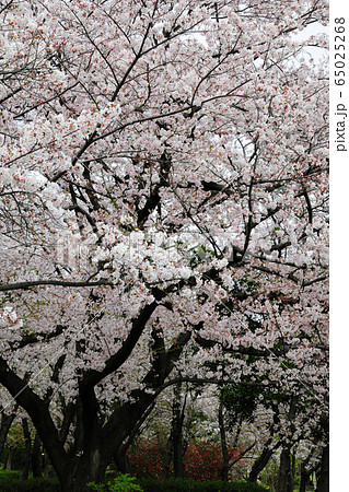 庄内緑地公園の桜 65025268