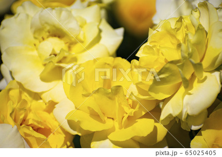 中之島公園の黄色の薔薇 中之島公園の黄色の薔薇 65025405