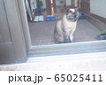 家猫＝STAY　HOME 65025411
