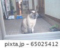 家猫＝STAY　HOME 65025412