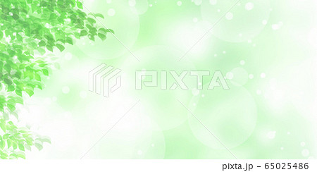 新緑、木漏れ日の背景素材 65025486