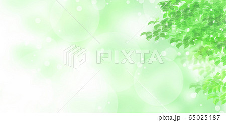 新緑、木漏れ日の背景素材 65025487