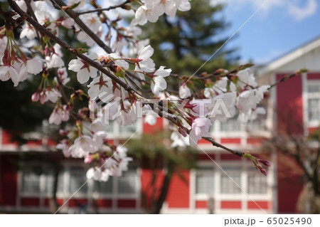 満開の桜　学校　校舎 65025490
