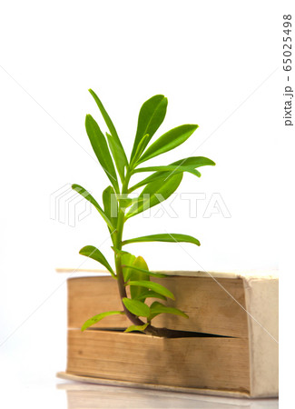 tree grow from book 65025498