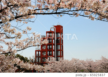 落合公園の桜 落合公園の桜 65025837