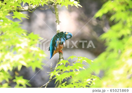 カワセミ1201 65025869