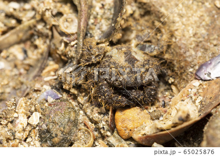 イソガニ イソガニ 65025876