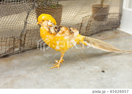 花鳥園のキンケイ 花鳥園のキンケイ 65026057