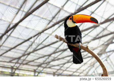 花鳥園のオオハシ 65026059