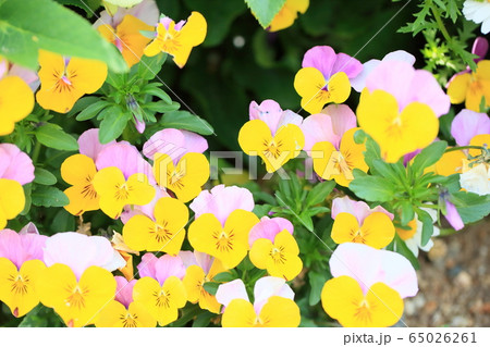 ビオラの花 ビオラの花 65026261