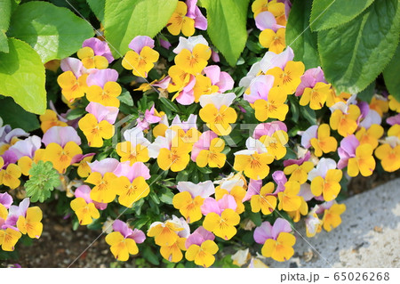 ビオラの花 65026268