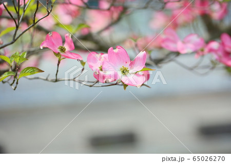 ハナミズキの花 ハナミズキの花 65026270