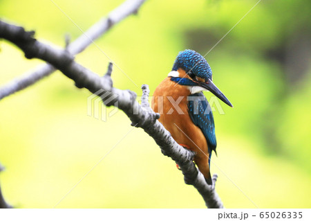 カワセミ0814 カワセミ0814 65026335