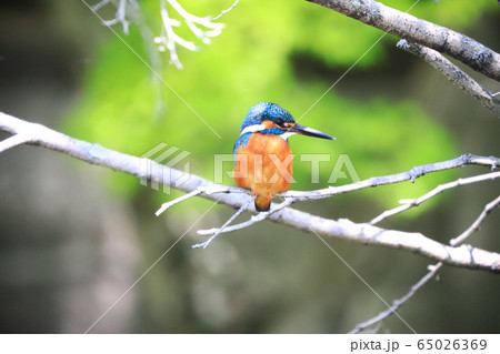 カワセミ969 カワセミ969 65026369