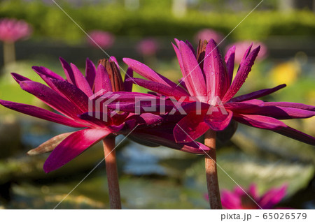 温帯スイレン 睡蓮 スイレン 65026579