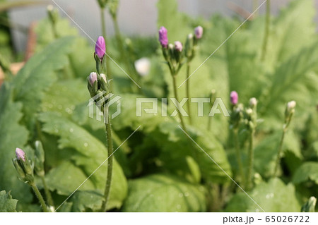 さくらそうの蕾の写真素材