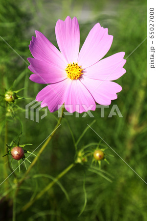 ピンク色のコスモスの花の写真素材