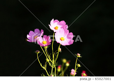 ピンク色のコスモスの花 ピンク色のコスモスの花 65027001