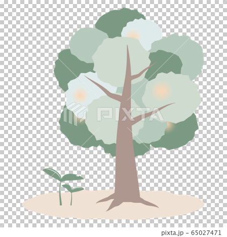 木と芽の成長のイメージのイラスト素材