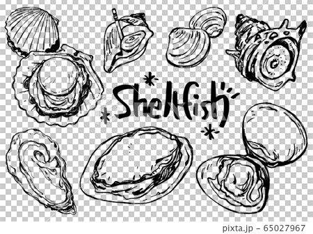 イラスト素材：貝　魚介　手描きイラスト 65027967