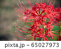 彼岸花 cluster amaryllis 65027973