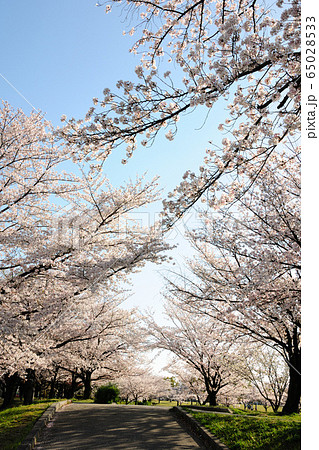 落合公園の桜 落合公園の桜 65028533