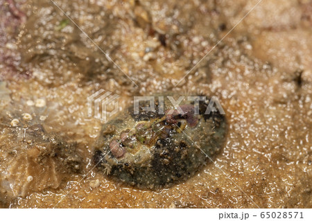 ヒメケハダヒザラガイ ヒメケハダヒザラガイ 65028571