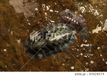 ウスヒザラガイ ウスヒザラガイ 65028574