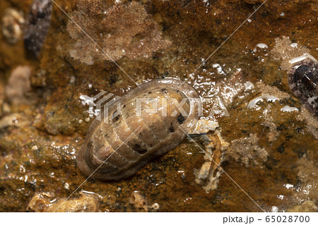 ウスヒザラガイ ウスヒザラガイ 65028700