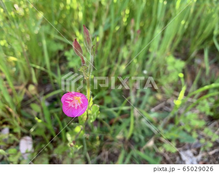 ピンク色の小花/A small pink flower 65029026