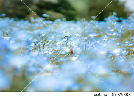 神奈川 久里浜 花の国のネモフィラの写真素材