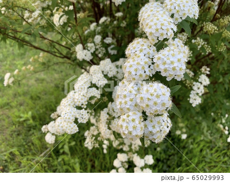 白い小花(コデマリ)/The Reeves spirea 65029993