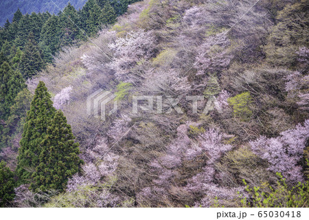 【静岡県】霧雨の達磨山高原　マメザクラ 65030418