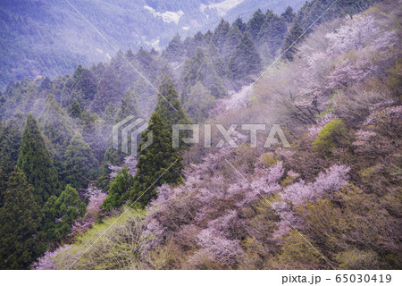 【静岡県】霧雨の達磨山高原　マメザクラ 65030419