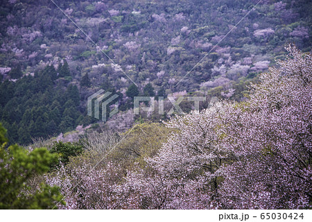 【静岡県】霧雨の達磨山高原　マメザクラ 65030424