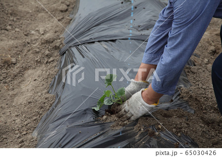 金太郎ウリの定植 65030426