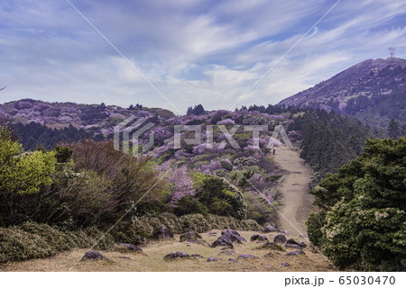 【静岡県】金冠山ハイキングコース 65030470
