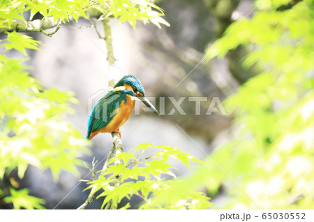 カワセミ1179 65030552