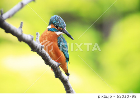 カワセミ0822 65030798