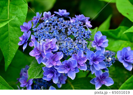 紫陽花 紫陽花 65031019