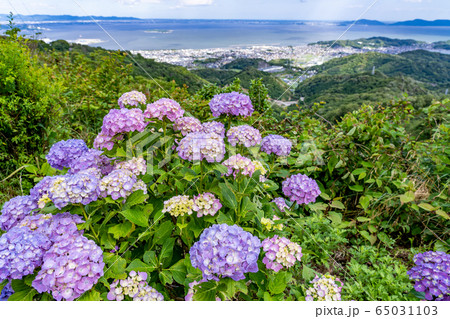 愛知県 三ヶ根山からの眺め 初夏の三河湾 あじさい 愛知県 三ヶ根山からの眺め 初夏の三河湾 あじさい 65031103