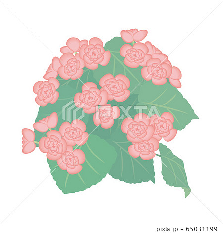ベゴニアのイラスト素材
