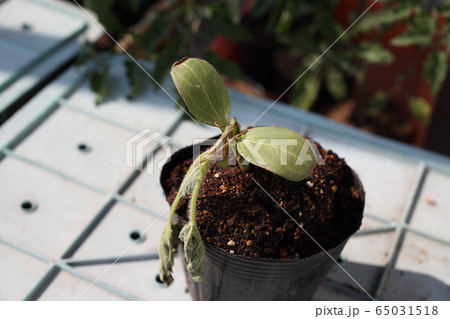 枯れたスイカの接ぎ木苗 65031518