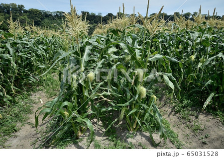 トウモロコシ畑 雄花 雌花の写真素材