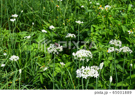 背景 バックグラウンド バックグランド 65031889